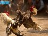 Kinh nghiệm đá gà fun88: bí quyết thắng lớn từ cao thủ
