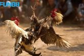 Kinh nghiệm đá gà fun88: bí quyết thắng lớn từ cao thủ