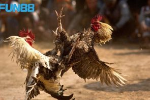 Kinh nghiệm đá gà fun88: bí quyết thắng lớn từ cao thủ