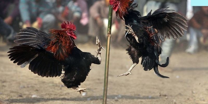 Vì sao đá gà Thái Lan tại VN666 được yêu thích?