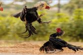Đá Gà King88: Tỷ Lệ Cược Hấp Dẫn, Thắng Lớn Trong Tầm Tay