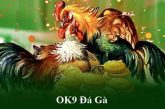 Review đá gà Ok9 – Nơi giải trí cực chất cho dân cá cược