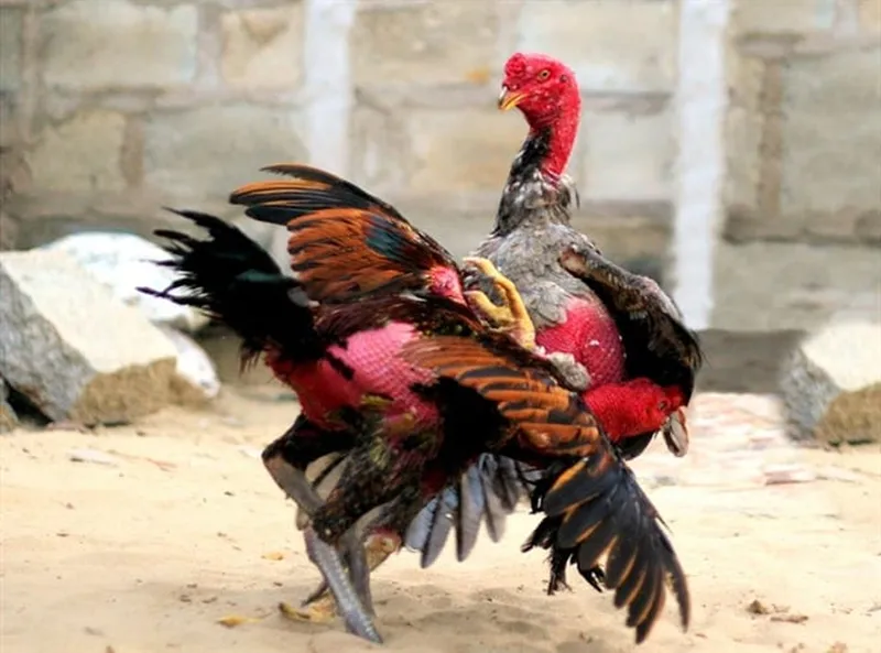 Kỹ thuật chăm sóc và phục hồi nhanh chóng cho chiến kê