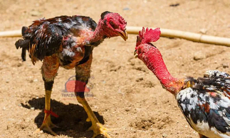 Bí quyết nâng cao kỹ năng thi đấu và chiến thuật thông minh