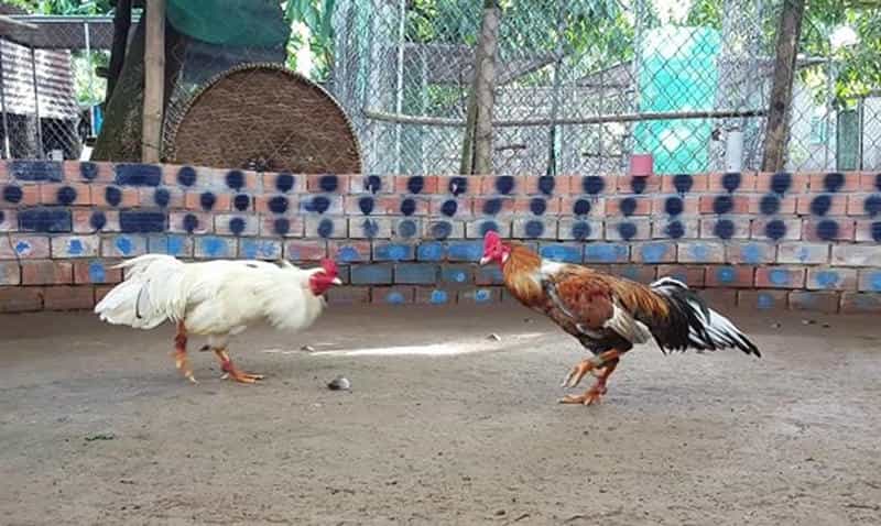 Phương pháp luyện tập giúp chiến kê phát triển toàn diện