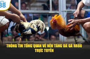Trải Nghiệm Đá Gà RR88 – Mỗi Trận Gà Là Một Màn So Găng Nghẹt Thở