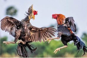 Đá gà SOC88 – Sân chơi minh bạch, thưởng cao mỗi ngày