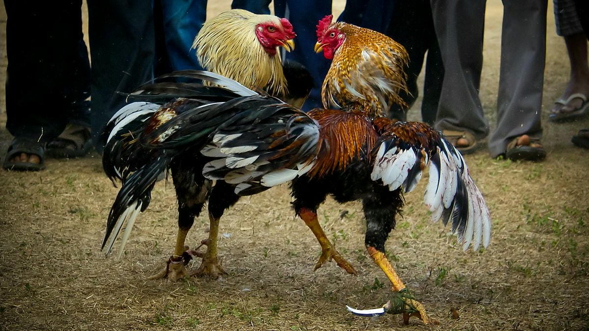 Nhóm người chơi thảo luận sôi nổi về chiến thuật cá cược đá gà trên diễn đàn trực tuyến.