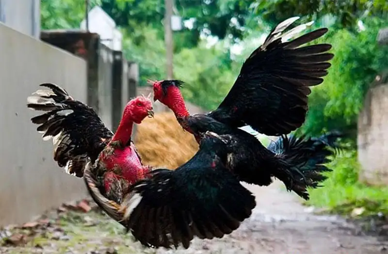 Mẹo đặt cược đá gà cựa dao 0123WIN không thể bỏ lỡ