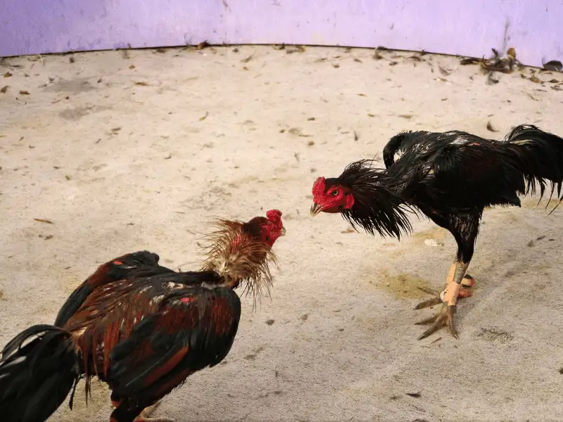 Bí quyết cược đá gà cựa dao 0123WIN chuẩn xác