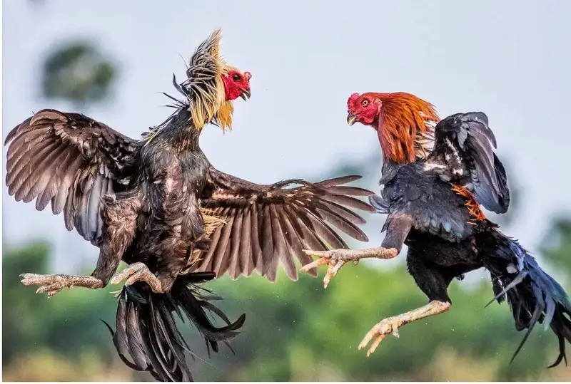 Lý do đá gà cựa sắt 68win hút người chơi mọi lúc