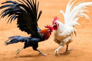 Đá gà 789win – Sảnh cá cược online hàng đầu cho cược thủ