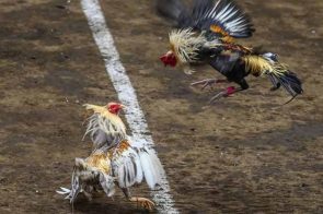 Đăng ký GA6789 – Bước khởi đầu vào thế giới đá gà trực tuyến đỉnh cao