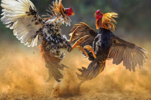 Đá Gà VN88: Đấu trường đỉnh cao – Nơi cảm xúc và chiến thuật hòa làm một