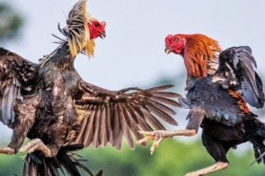 Nhận Diện Thế Đá Gà Xạ – Bí Quyết Chọn Chiến Kê Chuẩn Xác