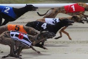 Cá Cược Đua Chó – Hướng Dẫn Chi Tiết Cho Người Mới Bắt Đầu