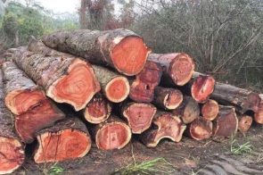 Tìm hiểu gỗ và công dụng tại chuyên mục Các Loại Gỗ tại dogovinhvuong.com