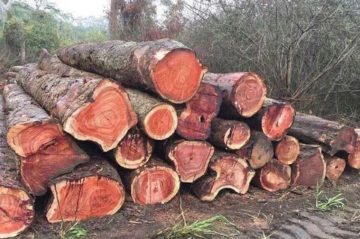 Tìm hiểu gỗ và công dụng tại chuyên mục Các Loại Gỗ tại dogovinhvuong.com