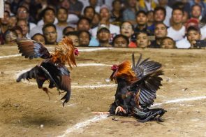 Máu chiến Thomo – nơi đá gà 123Bet thắp bùng bản năng người xem