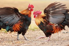 Nhà Cái F8BET – Không Gian Giải Trí Trực Tuyến Đẳng Cấp